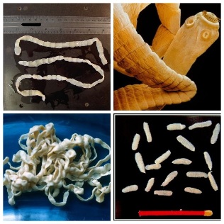 Various parasites