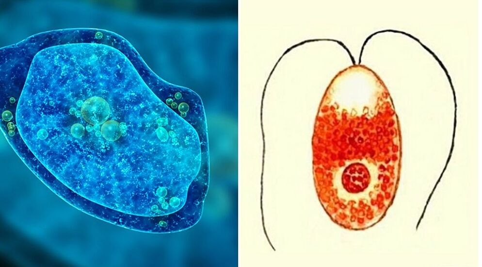 protozoan parasites dysenteric amoeba and malarial plasmodium
