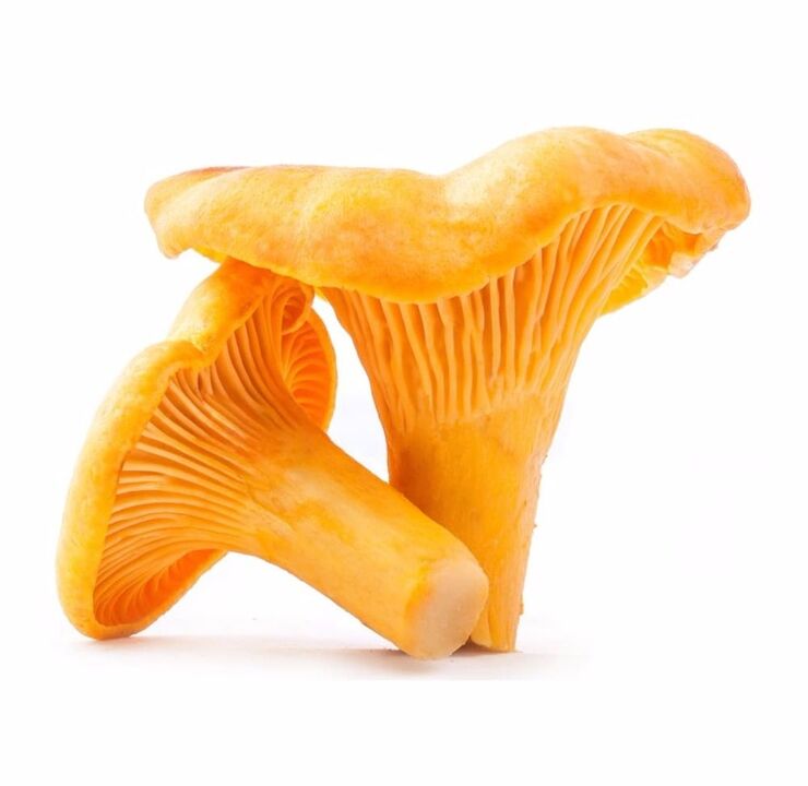 chanterelles against parasites