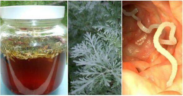 A decoction based on wormwood will help destroy parasites