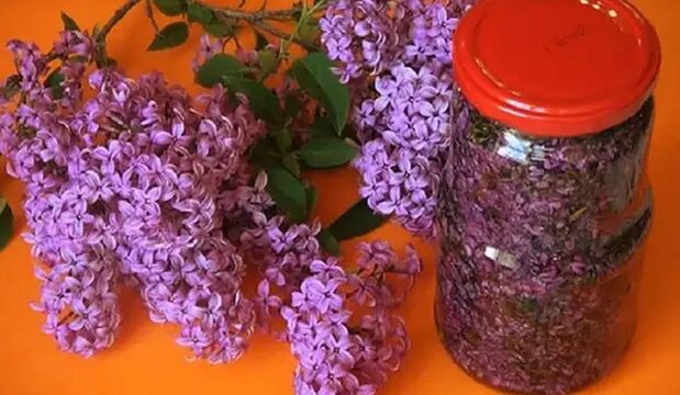 Lilac-based infusion used to kill worms