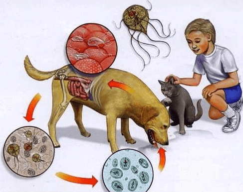 Lamblia infection symptoms