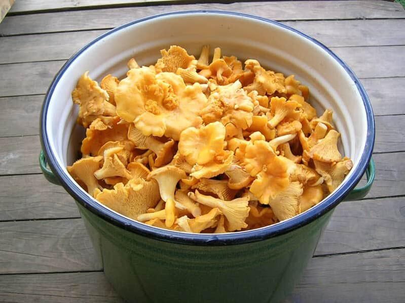 Fox parasitic dye