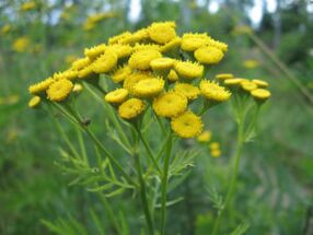 Tansy to eliminate parasites from the body
